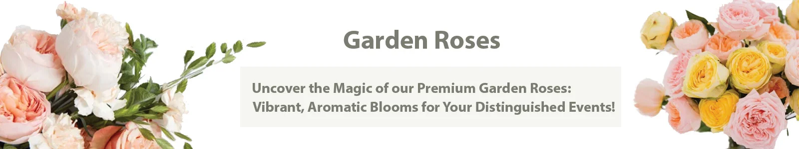 Experience the elegance of our premium garden roses, their vibrant colors and fragrant blooms enhancing any event.