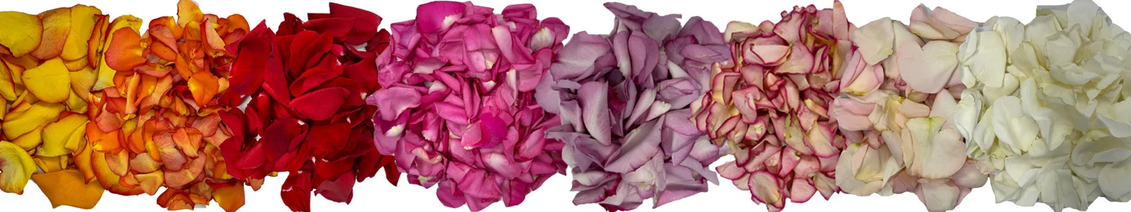 Rose petals in all shades beautifully arranged for a romantic Valentine\'s Day.