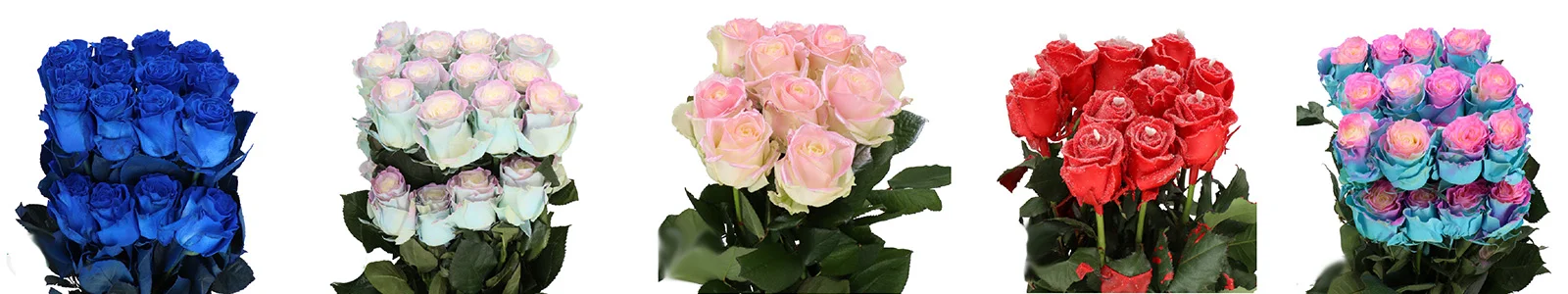 Multicolored tie-dyed roses ideal for fundraisers or events, creating bold floral displays.