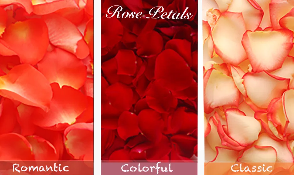 A mesmerizing display of fresh rose petals in orange, red, and bicolor cream orange hues adds warmth and elegance to Thanksgiving decor.