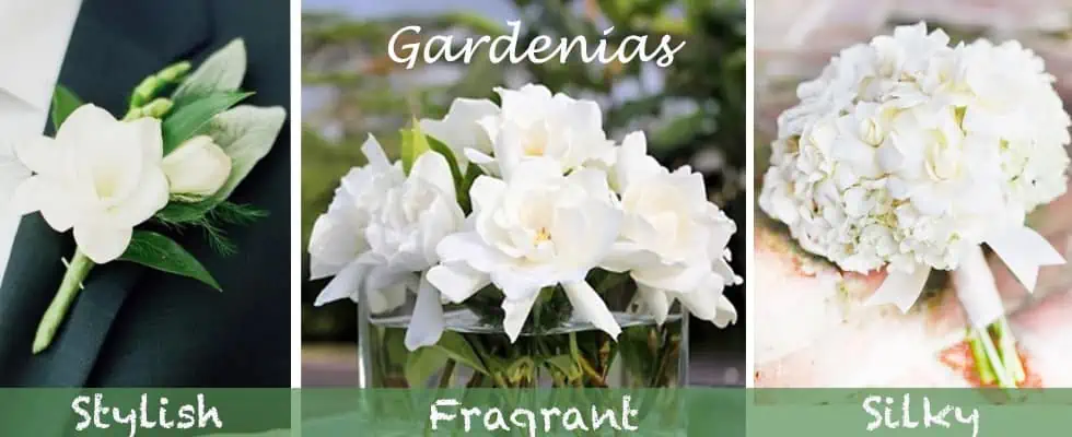 Premium Quality Gardenias