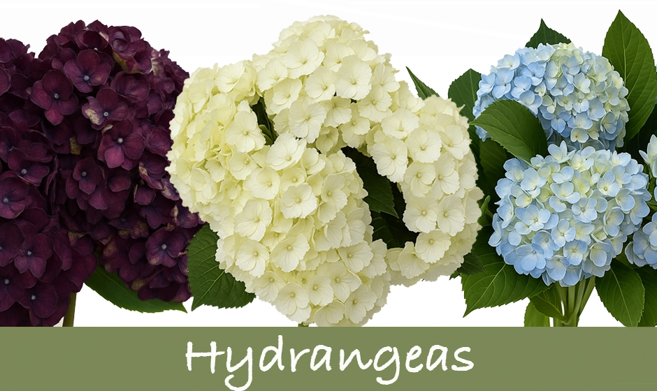Bulk hydrangeas in burgundy, ivory, and blue for weddings and events. Shop wholesale fresh flowers online for elegant floral arrangements.