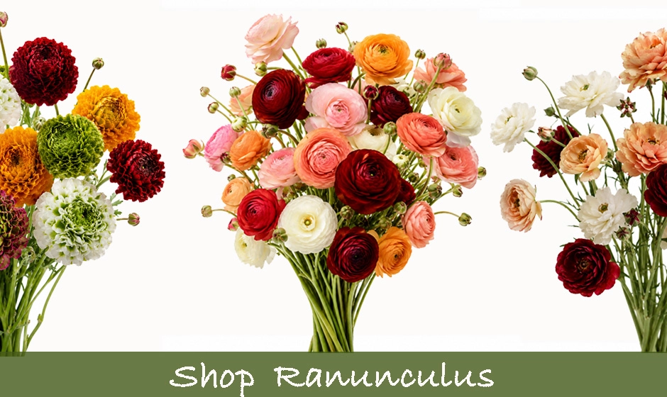 Bulk fall ranunculus flowers with classic, butterfly and Pom Pon varieties for weddings and events.