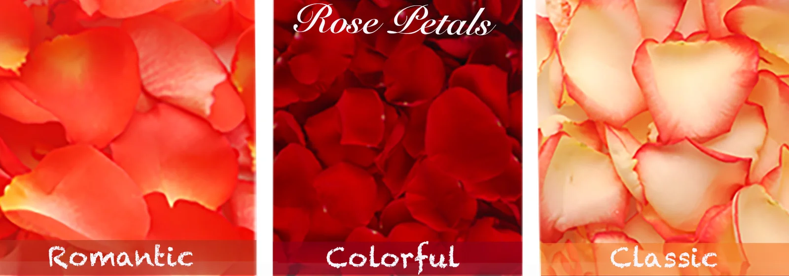 A mesmerizing display of fresh rose petals in orange, red, and bicolor cream orange hues adds warmth and elegance to Thanksgiving decor.