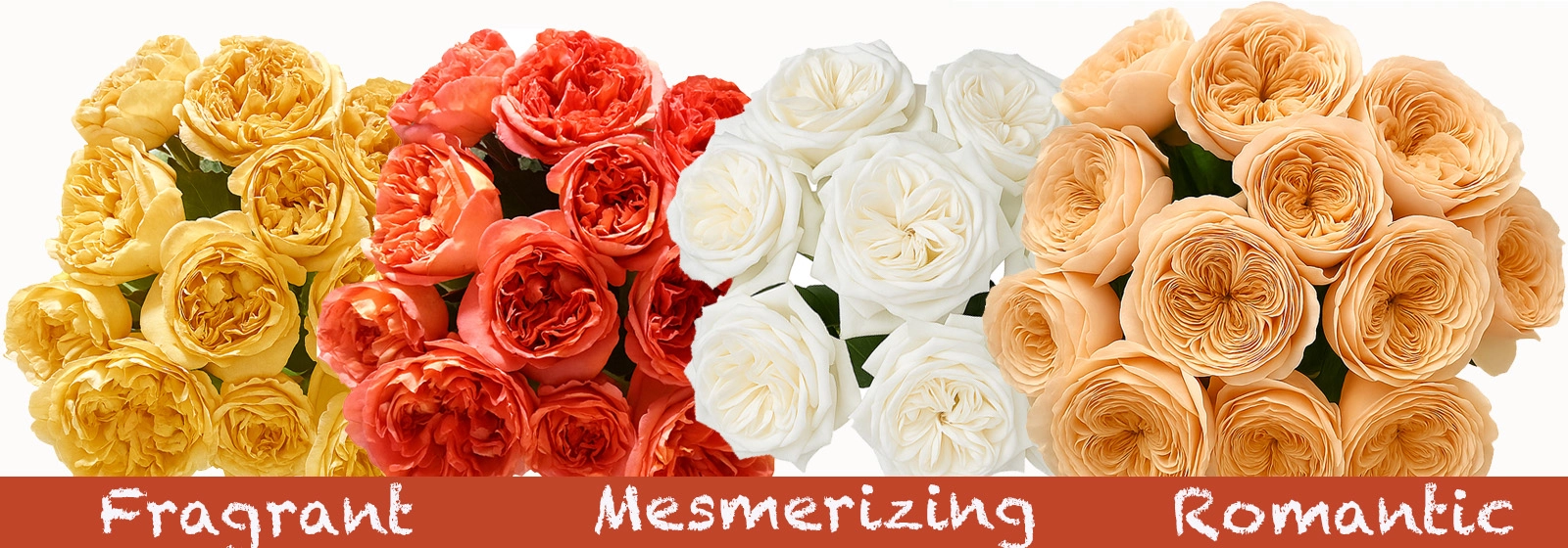 Wholesale garden roses in rich autumn tones for fall weddings – premium quality flowers ideal for florists and event planners.