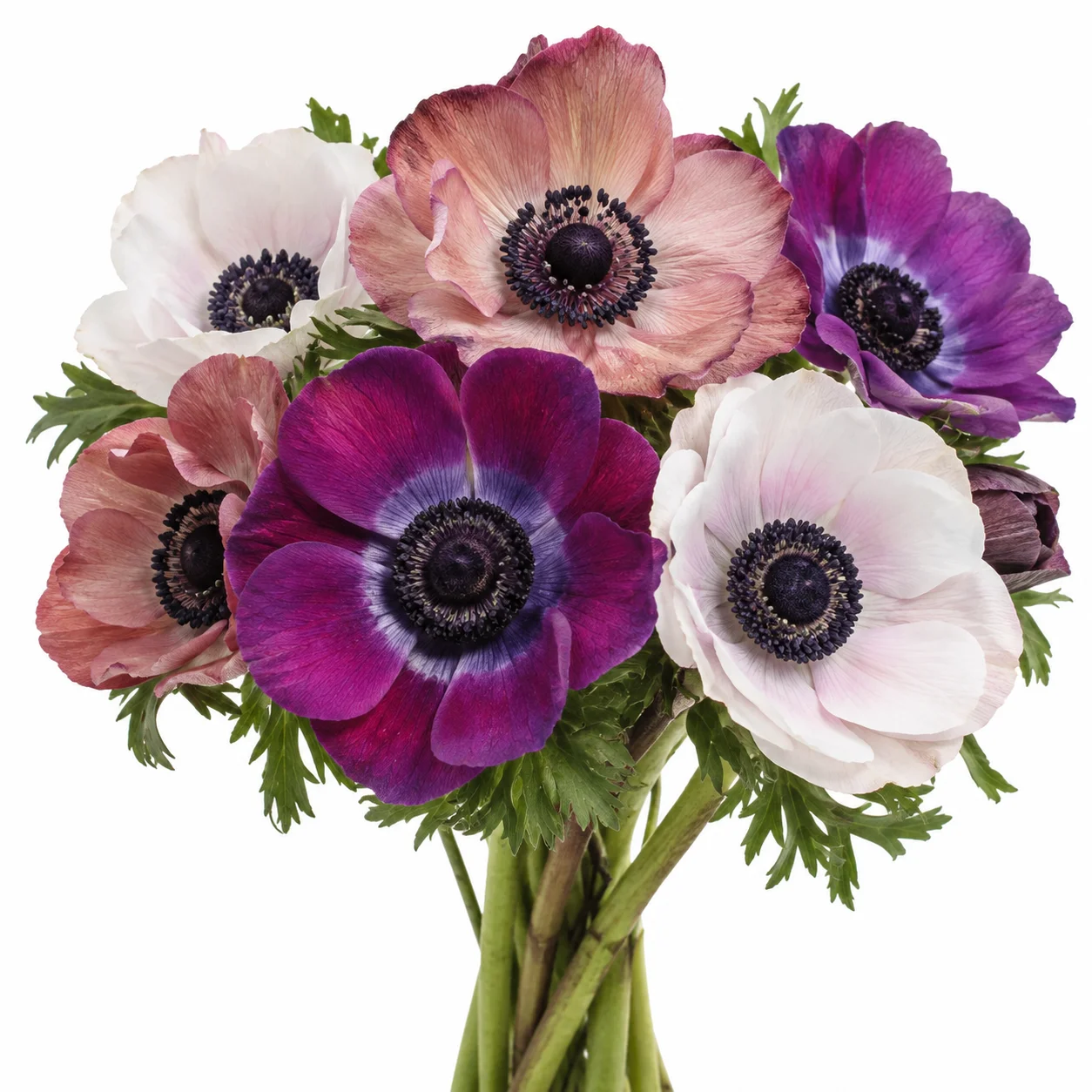 Fresh bulk white burgundy and blush anemone flowers by WholeBlossoms