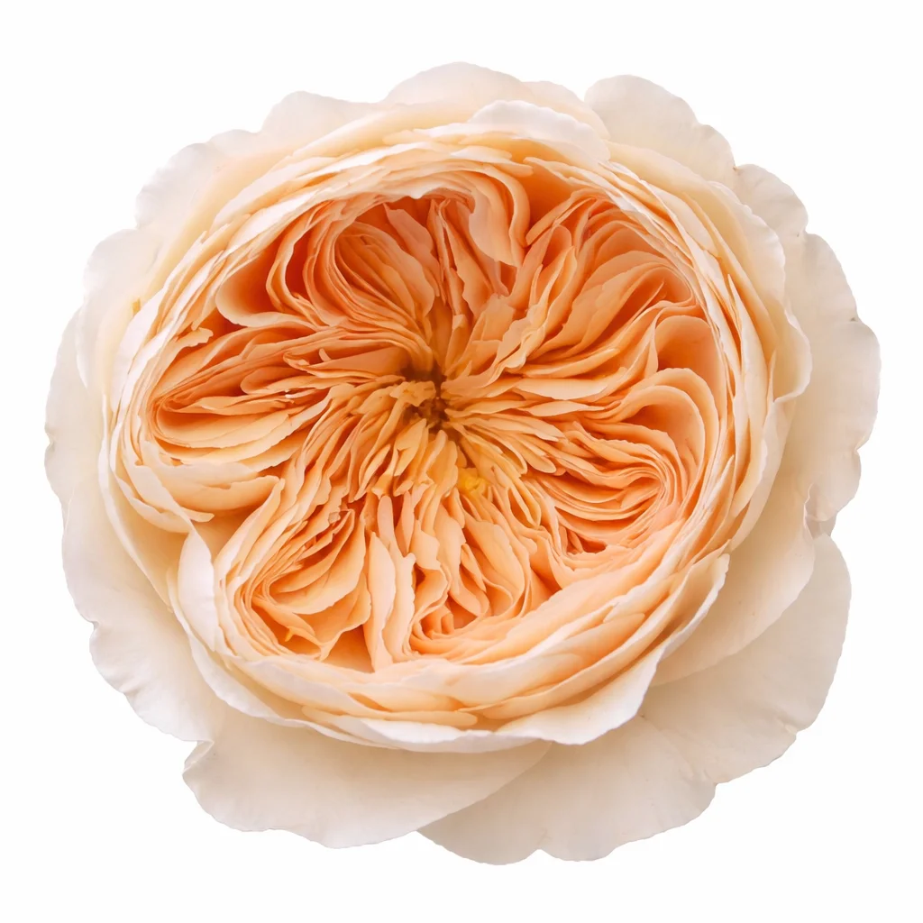 Peach and coral flowers in bulk for spring weddings, soft blooms for bouquets and centerpieces