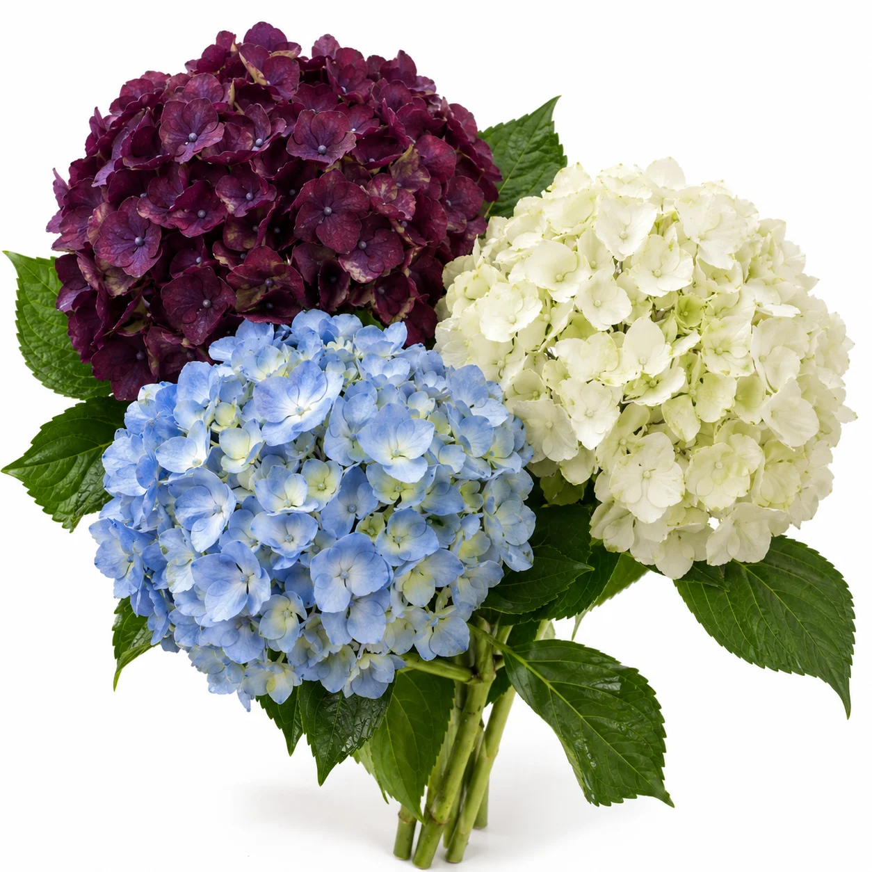 Fresh bulk purple blue and cream hydrangea flowers by WholeBlossoms