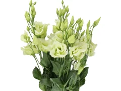 Lisianthus Green Flower