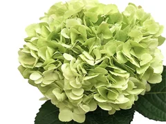 Lime Green Hydrangea Natural