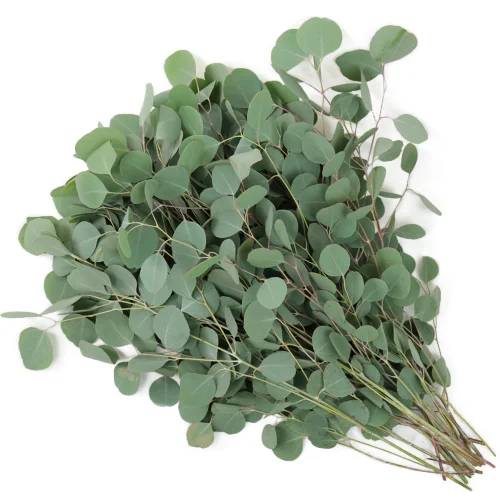 Eucalyptus wholesale greenery in bulk for weddings and events, fresh foliage for décor and floral arrangements.