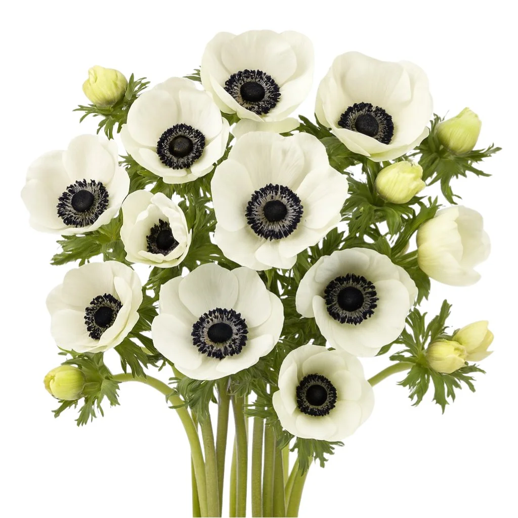 White Anemone