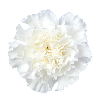 Carnations