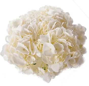 Hydrangeas wholesale bulk wedding flowers, full blooms for bouquets, centerpieces and floral designs.