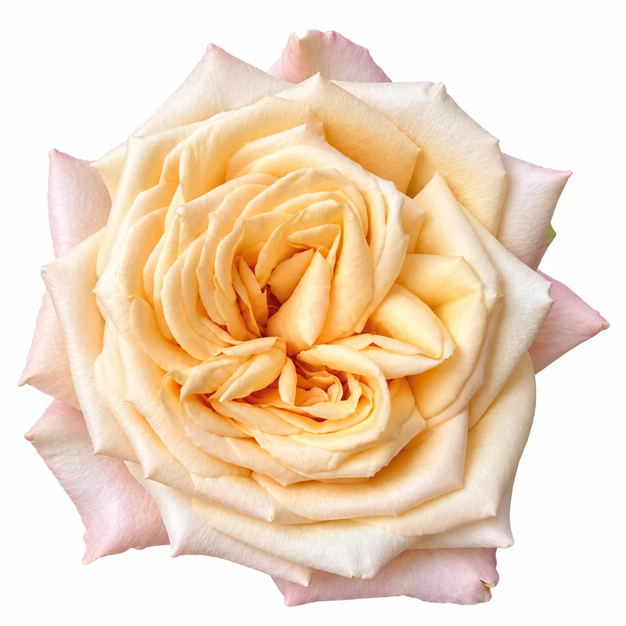 Fresh wholesale peach and cream garden rose bloom by WholeBlossoms