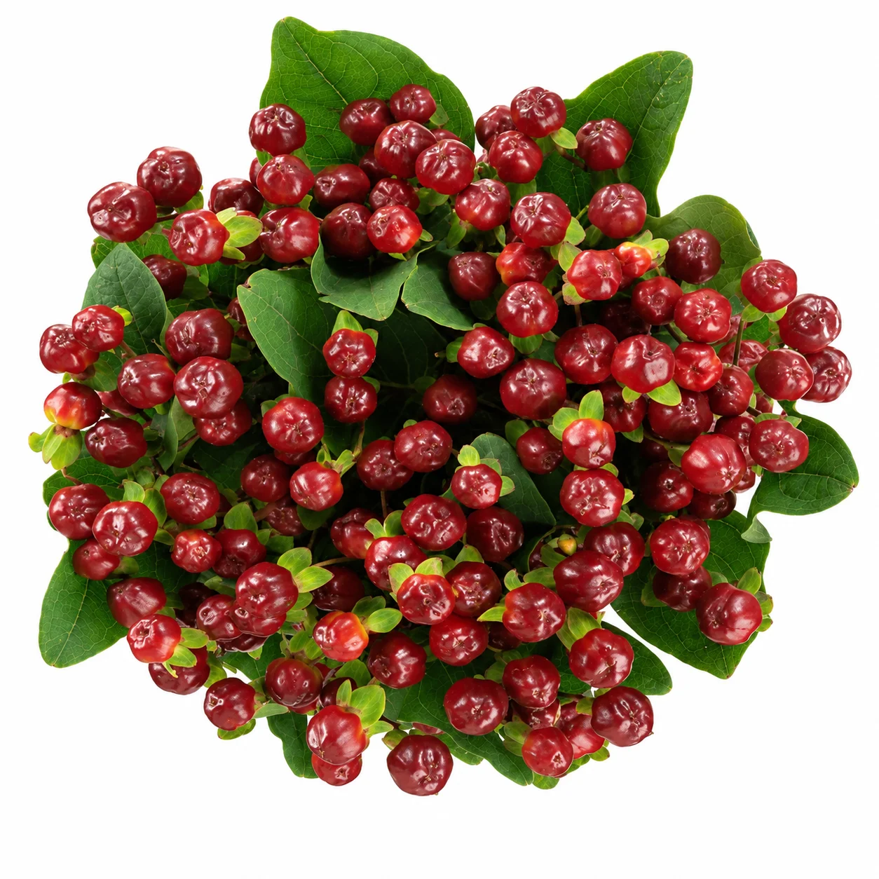 Red hypericum berries wholesale bulk flowers for weddings and events, textured accents for bouquets and centerpieces.