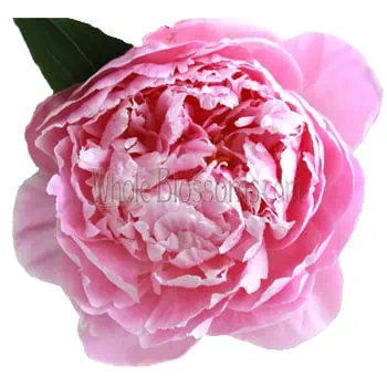 Pink Peonies Flower Delivery