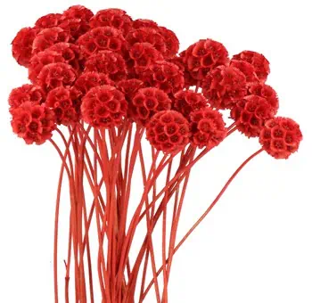 Scabiosa Red Filler Flower