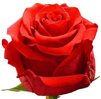 Undercover Red Rose Flower