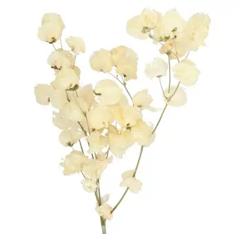 White Bougainvillea Bleached Dried