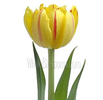 Monsella Double Bicolor Yellow Tulips