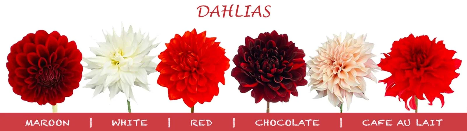 Affordable, vibrant dahlias in bulk, adding a festive flourish and exceptional value to holiday deco