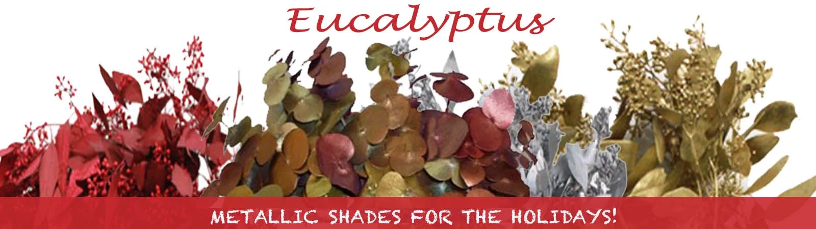 Eucalyptus adding a fresh, festive touch to holiday decor with their vibrant hue.