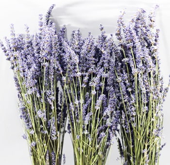 Dried lavender bunches with aromatic charm, perfect for weddings, rustic décor, and floral gifts.
