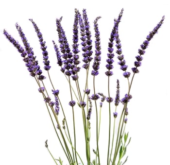 Fresh English lavender stems with fragrant purple blooms for wedding and event floral designs