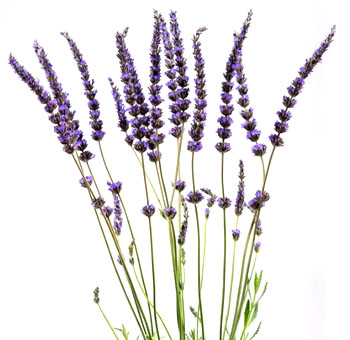 Close-up of fresh English lavender showcasing aromatic purple buds and silvery green stems.