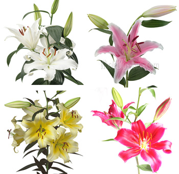 Colorful assorted oriental lilies with captivating blooms, perfect for weddings, events, and luxury flower displays.