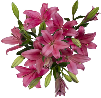 Dark Pink Lily