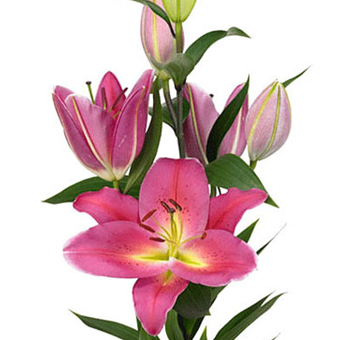 Cluster of dark pink Oriental lilies with one flower in bloom and several buds, surrounded by green leaves.
