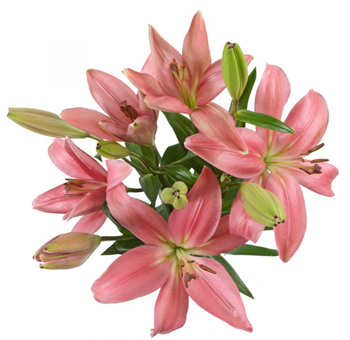Vibrant bouquet of pink LA Hybrid Lilies with multiple blooms and green buds on a white background, ideal for weddings, events, and floral arrangements.