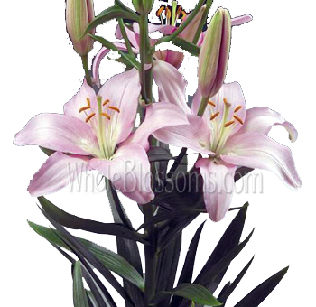 Beautiful light pink oriental lilies with multiple blooms and buds, showcased on a dark green stem, ideal for wedding bouquets and floral arrangements.
