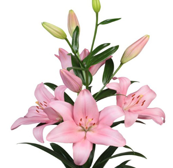 Light Pink Lily