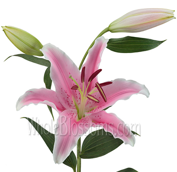 Pink Oriental Lilies