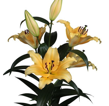 Peach Oriental Lily