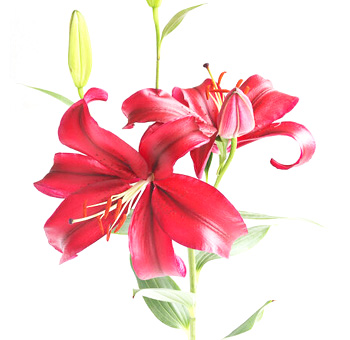 Bright red Oriental lilies in bloom with unopened buds, complemented by long green leaves, set against a white background.