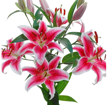 Group of blooming Starfighter lilies with bright pink, speckled petals and white edges on long green stems.