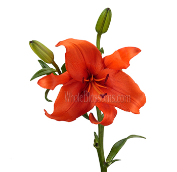 Single orange Asiatic lily in full bloom with two green buds on a tall stem.