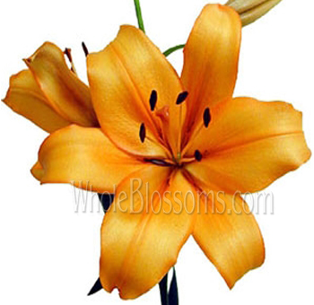Single bright orange LA Hybrid Lily with smooth petals on a white background, ideal for event décor and floral arrangements.