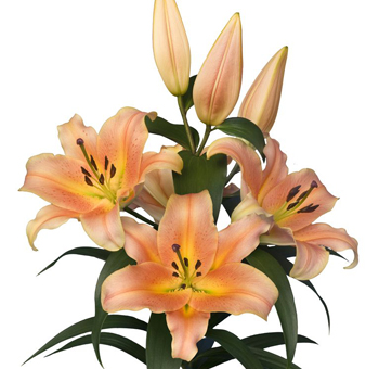 Orange Oriental Lily