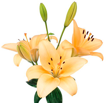 Peach Lily