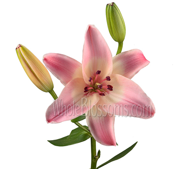 Delicate pink oriental lily flower with two closed buds, set against a vibrant green stem, ideal for wedding arrangements and event décor.