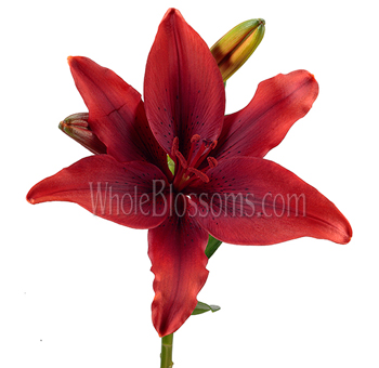 A striking deep red Asiatic Lily with velvety petals and prominent dark stamen. The flower is fully open, displaying its rich red hue and smooth petal texture, making it a bold and captivating bloom.