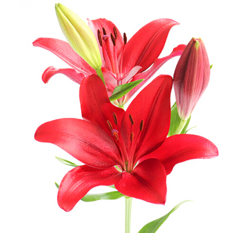 Vibrant red oriental lilies in full bloom with partially opened buds, showcased on a fresh green stem, perfect for bold floral displays and special event decorations.