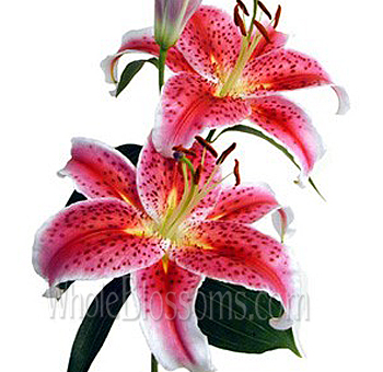 Two bright pink Stargazer lilies with speckled petals and prominent stamens, on green stems.