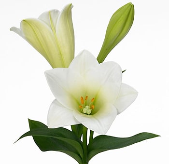 Elegant Easter Lily blooms with graceful white petals, perfect for weddings, spiritual events, and premium floral displays.