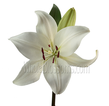 Single White Asiatic Lily flower with smooth, curved petals and prominent stamens, displaying a fresh and pristine appearance.